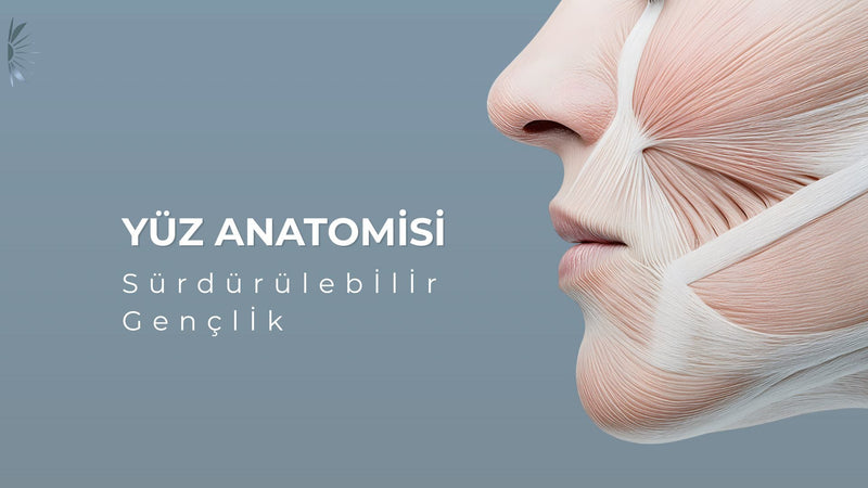Yüz Anatomisi Atölyesi